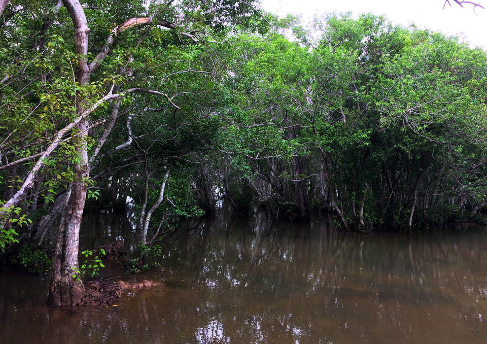 Cây Chá tự nhiên mọc dày đặc trong rừng. (Ảnh: Hồ Cầu/TTXVN)
