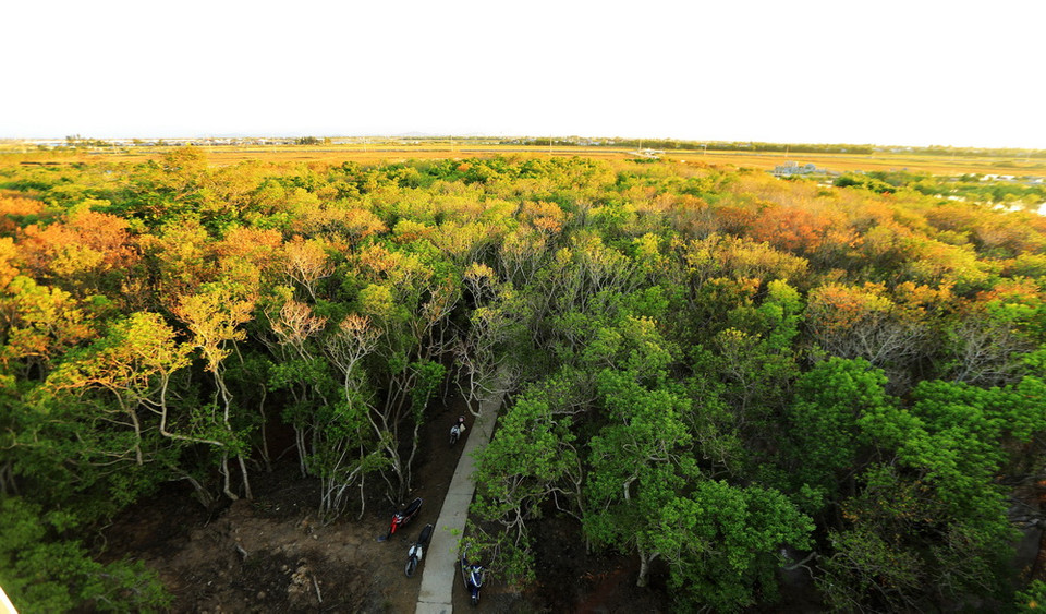 Rú Chá là khu rừng ngập mặn nguyên sinh quý hiếm còn lại trên phá Tam Giang, thuộc xã Hương Phong, thị xã Hương Trà (tỉnh Thừa Thiên-Huế). (Ảnh: Hồ Cầu/TTXVN)