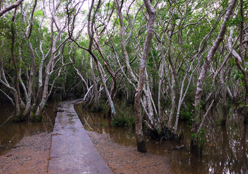 Cây Chá tự nhiên mọc dày đặc trong rừng. (Ảnh: Hồ Cầu/TTXVN)