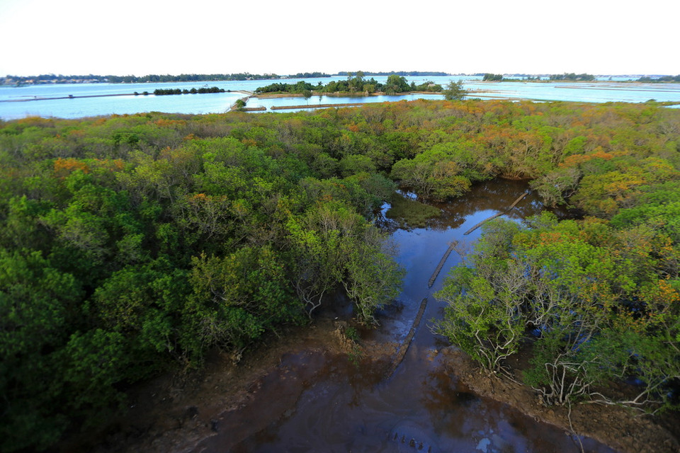 Một góc rú Chá. (Ảnh: Hồ Cầu/TTXVN)