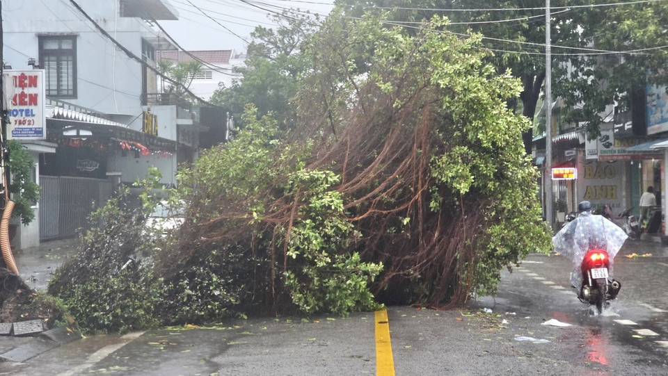 Cây cối trong khu vực Kinh thành Huế ngã đổ xuống đường, ảnh hưởng việc lưu thông của người dân. (Ảnh: Mai Trang/TTXVN)