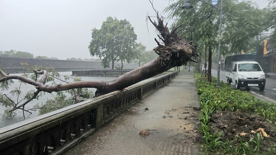 Cây xanh quanh khu vực Đại Nội Huế gãy đổ do mưa bão. (Ảnh: Mai Trang/TTXVN)