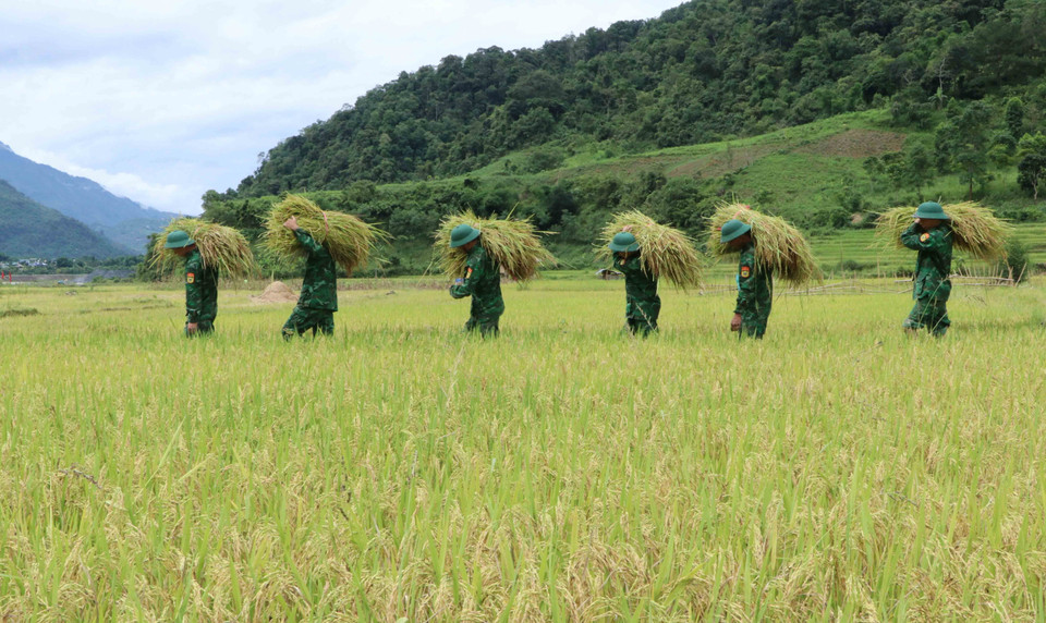 Những bó lúa vàng được bộ đội kịp thời thu hoạch giúp người dân. (Ảnh: Nguyễn Oanh/TTXVN)