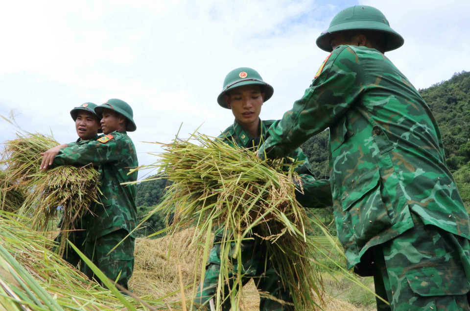 Tiểu đoàn huấn luyện - cơ động, Bộ Chỉ huy Bộ đội Biên phòng tỉnh Lai Châu giúp dân thu hoạch lúa "chạy mưa". (Ảnh: Nguyễn Oanh/TTXVN)