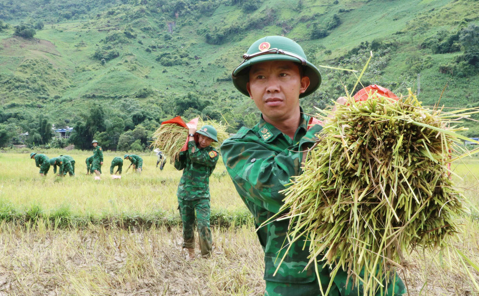 Nhiều chiến sỹ mới của Tiểu đoàn huấn luyện - cơ động, Bộ Chỉ huy Bộ đội Biên phòng tỉnh Lai Châu lần đầu tiên tham gia gặt lúa giúp dân. (Ảnh: Nguyễn Oanh/TTXVN)