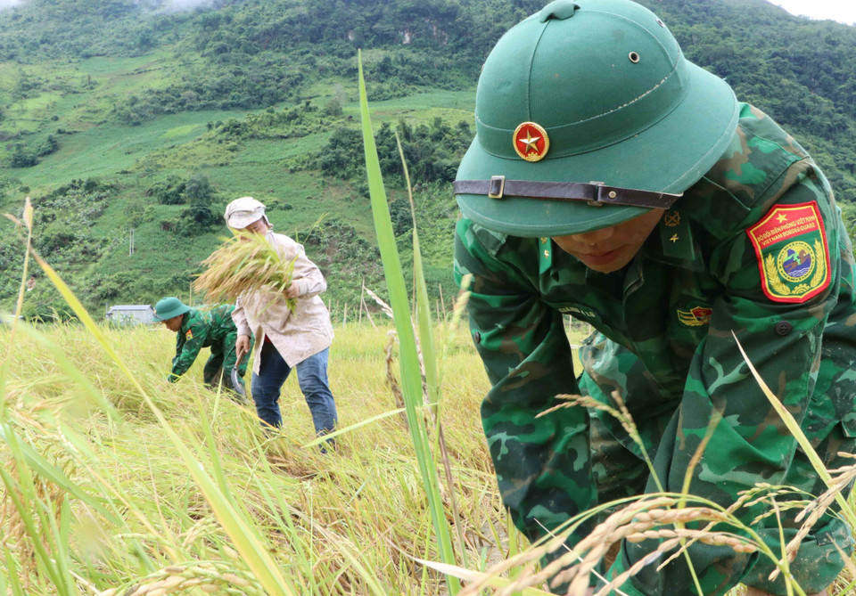 Nhiều chiến sỹ mới của Tiểu đoàn huấn luyện - cơ động, Bộ Chỉ huy Bộ đội Biên phòng tỉnh Lai Châu lần đầu tiên tham gia gặt lúa giúp dân nhưng rất thành thục. (Ảnh: Nguyễn Oanh/TTXVN)