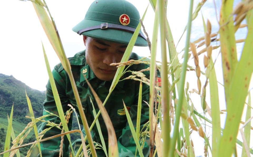 Nhiều chiến sỹ mới của Tiểu đoàn huấn luyện - cơ động, Bộ Chỉ huy Bộ đội Biên phòng tỉnh Lai Châu lần đầu tiên tham gia gặt lúa giúp dân nhưng rất thành thục. (Ảnh: Nguyễn Oanh/TTXVN)
