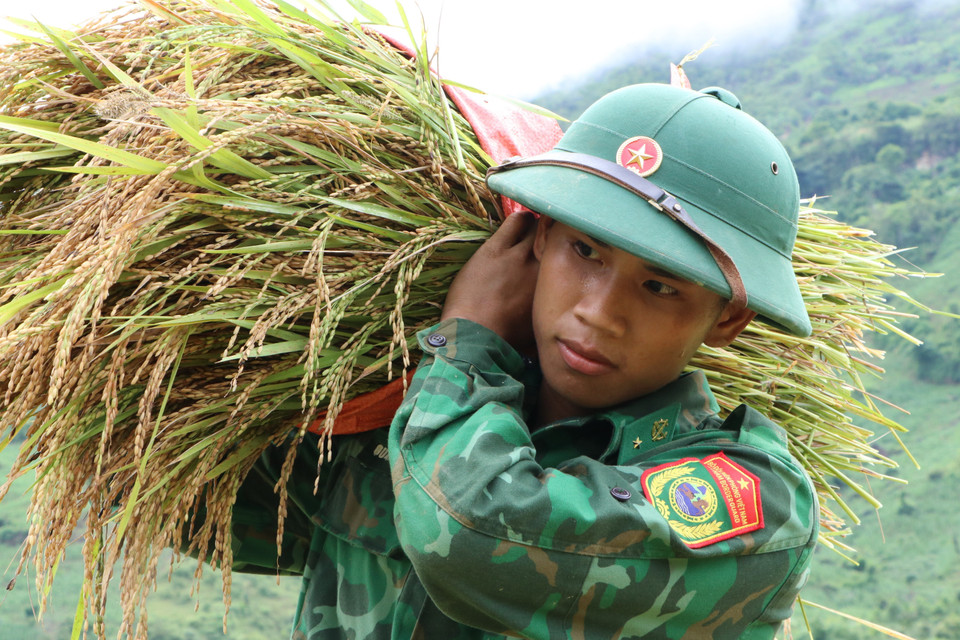 Những bó lúa vàng óng được bộ đội thu hoạch giúp dân. (Ảnh: Nguyễn Oanh/TTXVN)