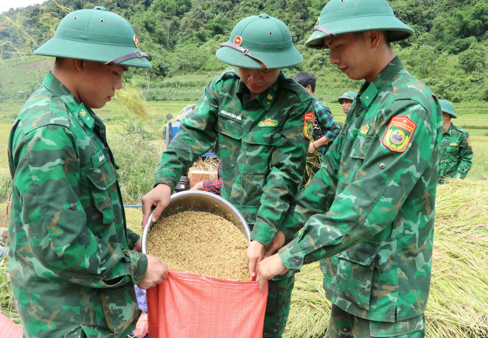 Thành quả là những hạt thóc vàng sau khi thu hoạch. (Ảnh: Nguyễn Oanh/TTXVN)