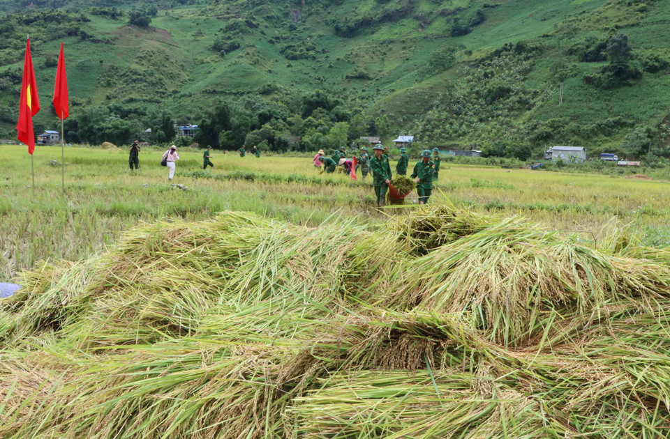 Tại Lai Châu gần 1 tuần nay mưa lớn trên diện rộng, lúa trên các cánh đồng đã chín vàng không thu hoạch kịp sẽ bị hỏng. (Ảnh: Nguyễn Oanh/TTXVN)