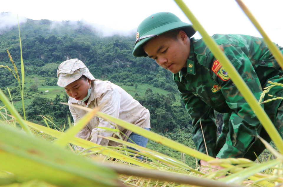 Nhiều chiến sỹ mới của Tiểu đoàn huấn luyện - cơ động, Bộ Chỉ huy Bộ đội Biên phòng tỉnh Lai Châu lần đầu tiên tham gia gặt lúa giúp dân. (Ảnh: Nguyễn Oanh/TTXVN)