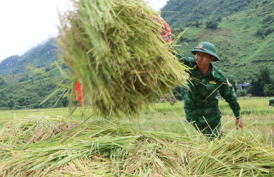 Bộ đội hăng say làm việc giúp dân gặt lúa cho kịp thời vụ. (Ảnh: Nguyễn Oanh/TTXVN)