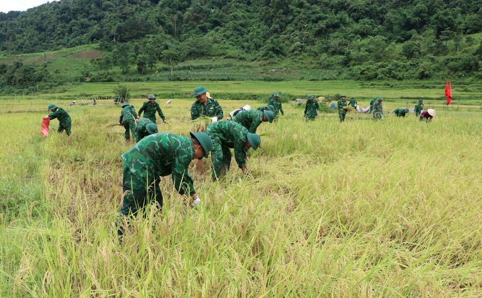 Các chiến sỹ Tiểu đoàn huấn luyện - cơ động, Bộ Chỉ huy Bộ đội Biên phòng tỉnh Lai Châu giúp dân thu hoạch lúa "chạy mưa". (Ảnh: Nguyễn Oanh/TTXVN)