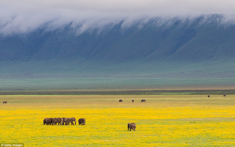 Miệng núi lửa Ngorongoro, Tanzania: Với độ sâu 610 m và chiều rộng 260 km vuông, đây là miệng núi lửa không bị ngập lũ lớn nhất trên thế giới. Từ góc nhìn xanh biếc từ trên cao nhìn xuống, đây là một thiên đường cho các động vật hoang dã và các loài gia súc Maasai.