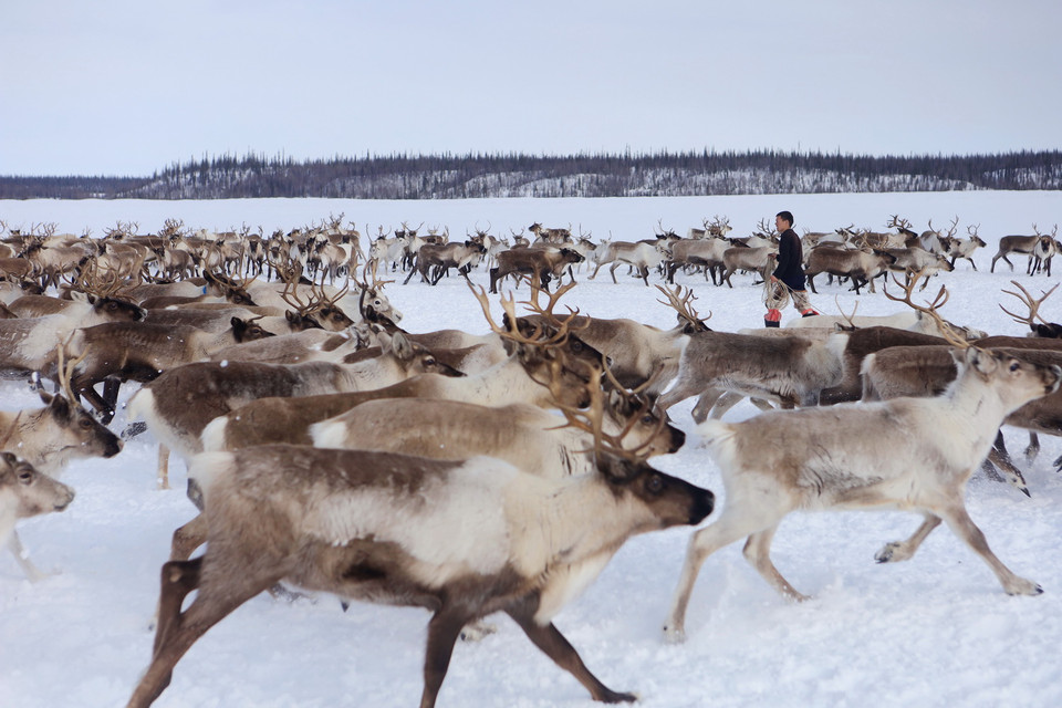 Tuần lộc (hươu phương bắc) là tài sản quý giá nhất của người Nenets - một trong những tộc người du mục lớn nhất trên vùng lãnh nguyên rộng lớn của vùng cực bắc của nước Nga. (Ảnh: Trần Hiếu/TTXVN)
