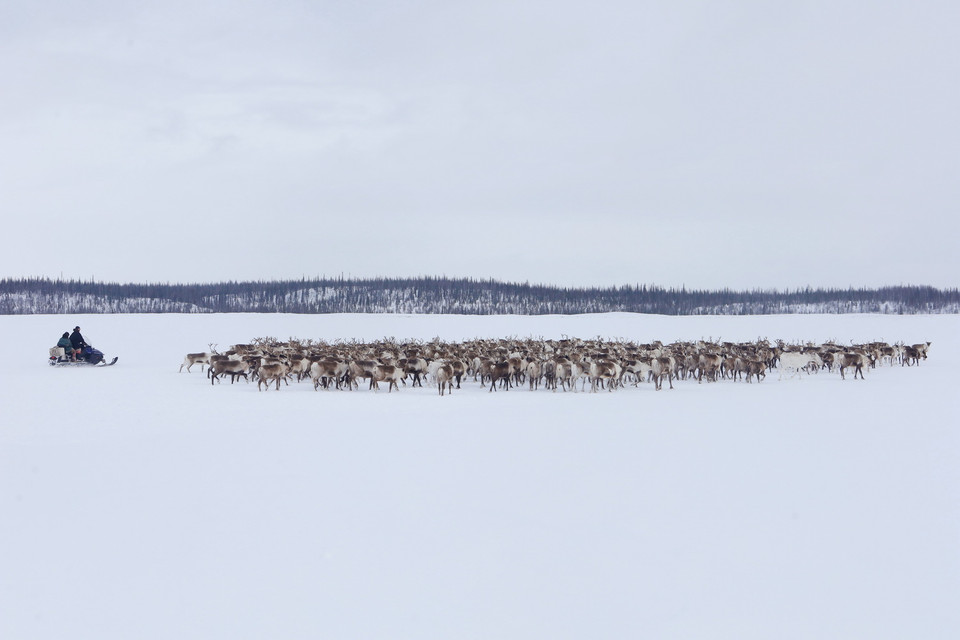 Chăn nuôi tuần lộc bán hoang dã là nghề truyền thống lâu đời của dân tộc Nenets vùng cực bắc Nga. (Ảnh: Trần Hiếu/TTXVN)