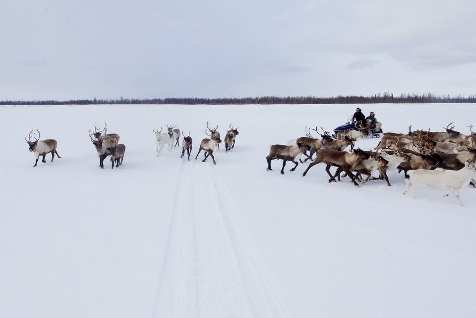 Cuộc sống du mục của trẻ em dân tộc Nenets vùng cực bắc Nga. (Ảnh: Trần Hiếu/TTXVN)