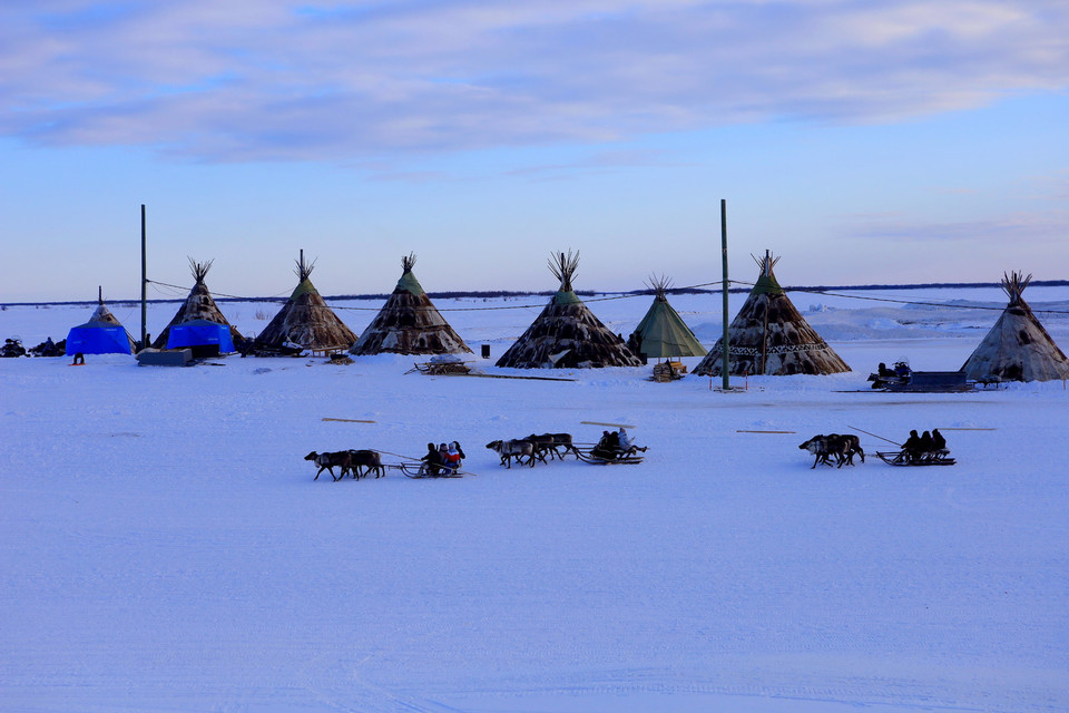 Cuộc sống du mục trên vùng lãnh nguyên cực bắc Nga của người dân Nenets. (Ảnh: Trần Hiếu/TTXVN)