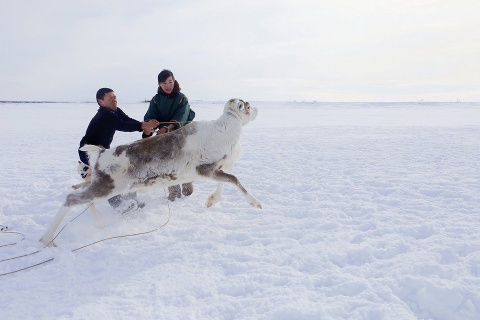 Bogdan Tysia và anh trai chăm sóc tuần lộc hoang dã được thuần hóa. (Ảnh: Trần Hiếu/TTXVN)