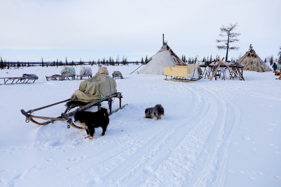 Người dân Nenets sống du mục trong các túp lều nhỏ, dễ di chuyển trên vùng lãnh nguyên cực bắc Nga. (Ảnh: Trần Hiếu/TTXVN)