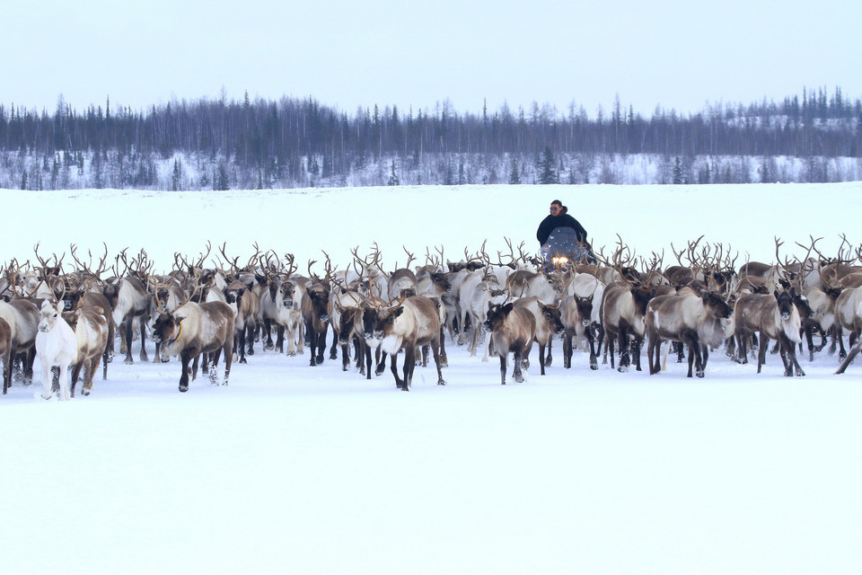 Chăn nuôi tuần lộc là nghề truyền thống lâu đời của người dân Nenets ở vùng cực bắc Nga. (Ảnh: Trần Hiếu/TTXVN)