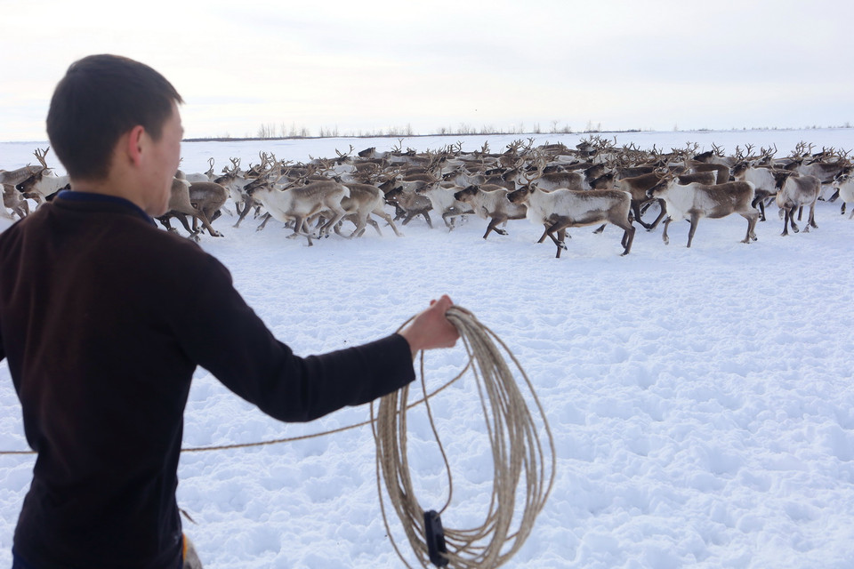 Nghề chăn nuôi tuần lộc mang lại thu nhập, thức ăn, đồ dùng sinh hoạt cho người dân Nenets. (Ảnh: Trần Hiếu/TTXVN)