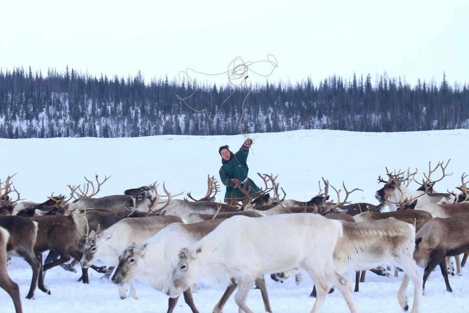 Bogdan Tysia thành thạo với mọi công việc của người chăn nuôi tuần lộc. (Ảnh: Trần Hiếu/TTXVN)