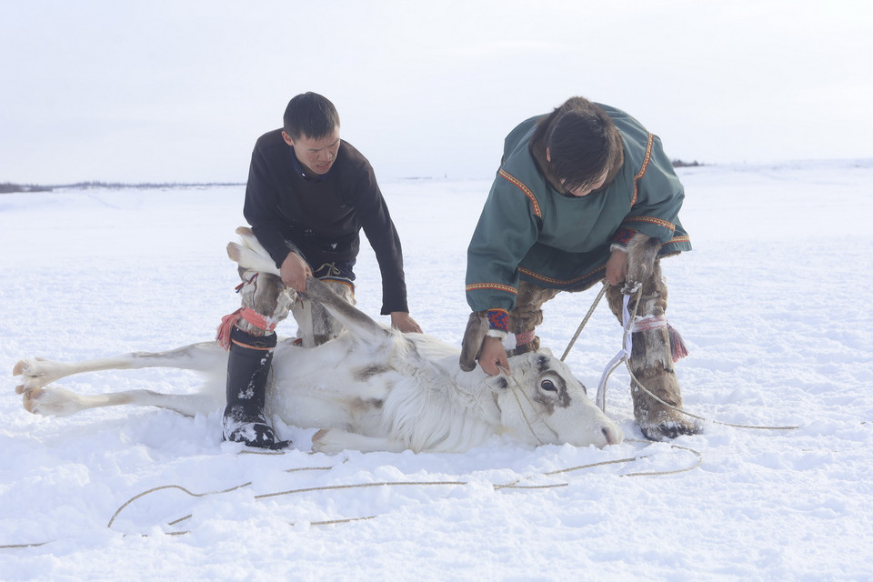 Từ khi còn nhỏ, trẻ em dân tộc Nenets theo cha và anh làm công việc chăn nuôi và thuần hóa tuần lộc trên các vùng lãnh nguyên phương Bắc. (Ảnh: Trần Hiếu/TTXVN)