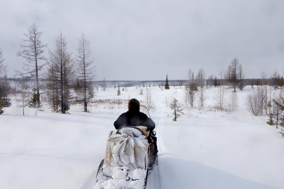 Cuộc sống du mục của người dân Nenets gắn với mùa chăn nuôi tuần lộc trên vùng lãnh nguyên rộng lớn. (Ảnh: Trần Hiếu/TTXVN)