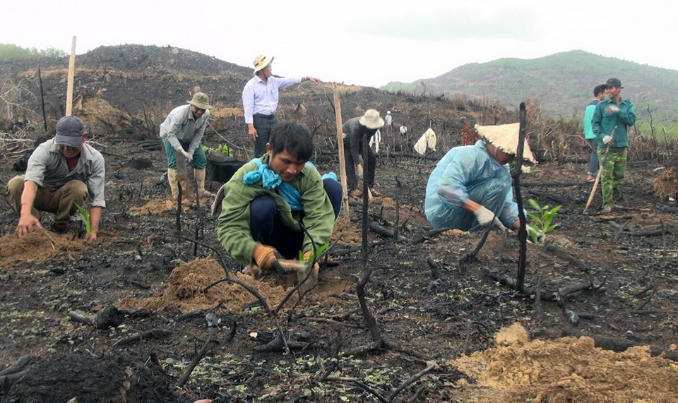 Chi cục Kiểm Lâm tỉnh Phú Yên triển khai, phối hợp với các đơn vị để thực hiện kế hoạch trồng rừng năm 2019 với tổng diện tích 6.020 hecta rừng các loại. (Ảnh: Xuân Triệu/TTXVN)