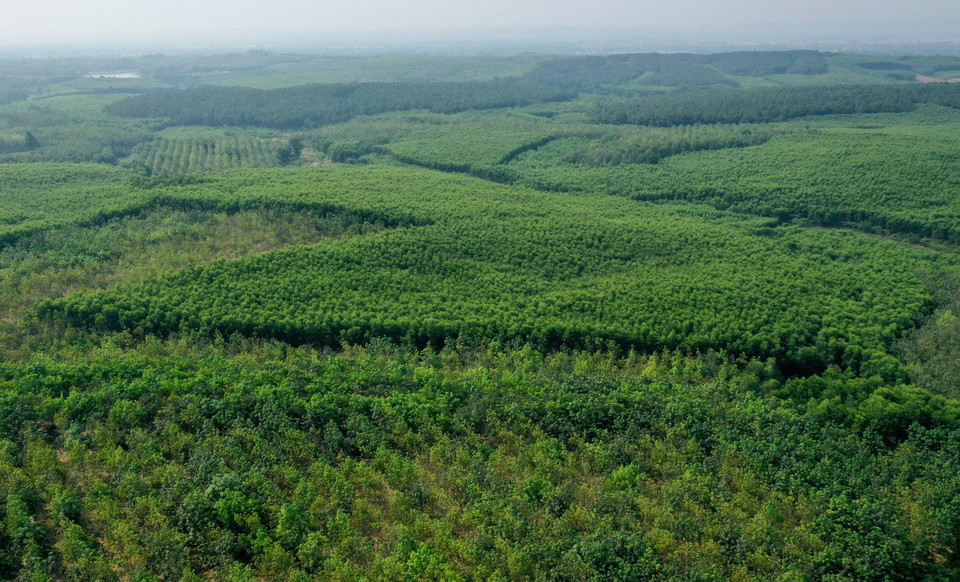 Diện tích rừng của người dân ở huyện Gio Linh (Quảng Trị). (Ảnh: Hồ Cầu/TTXVN)