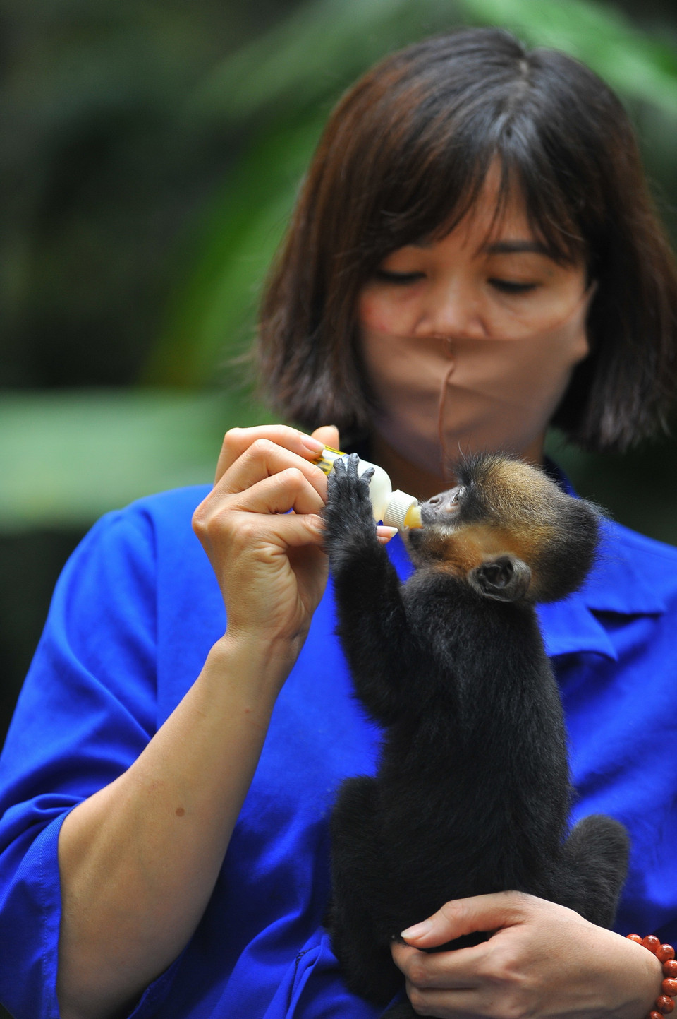Cán bộ Trung tâm cứu hộ linh trưởng nguy cấp Cúc Phương (Ninh Bình) chăm sóc động vật quý có nguy cơ tuyệt chủng vì nạn săn bắn, buôn bán động vật hoang dã. Đây cũng là TT đầu tiên tại khu vực Đông Dương và Việt Nam được thành lập với mục đích nghiên cứu, tìm hiểu và cứu hộ, bảo tồn các loài linh trưởng, giúp chúng sinh sản trong điều kiện nuôi nhốt. (Ảnh: Minh Đức/TTXVN)