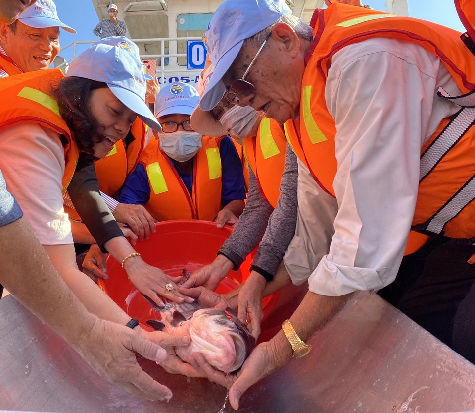 Thả cá Hô giống - loài cá đặc hữu của sông Vàm Nao và đồng bằng sông Cửu long về với thiên nhiên. (Ảnh: Công Mạo/TTXVN)