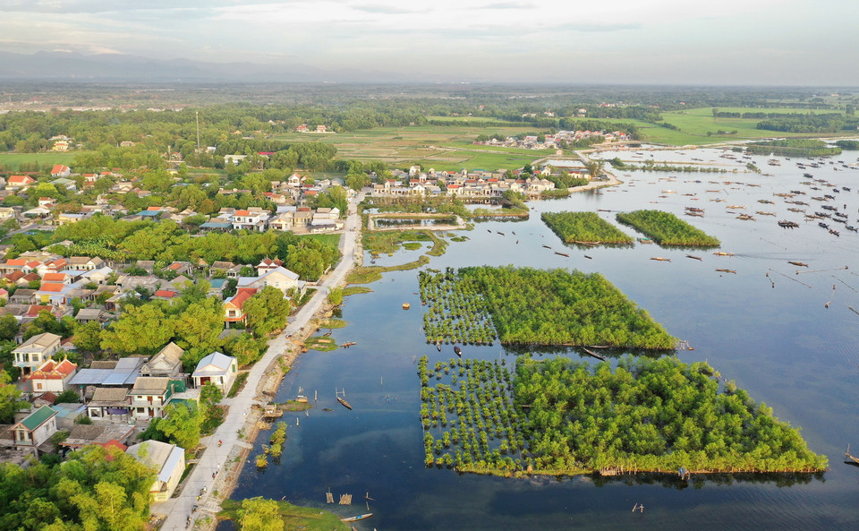 Rừng ngập mặn ven đầm phá Tam Giang phát triển xanh tốt nằm án ngữ trước những ngôi làng ở khu vực xã Quảng Lợi, huyện Quảng Điền không chỉ góp phần bảo vệ môi trường sinh thái, giúp tích lũy phù sa, tạo điều kiện phát triển sinh kế cho người dân mà còn tạo thành những điểm du lịch hấp dẫn, thu hút du khách tham quan. (Ảnh: Hồ Cầu/TTXVN) Hồ Cầu