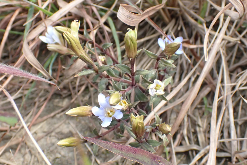 Cây khổ sâm, loài cây cỏ lâu năm hay mọc ở các sườn cỏ trống dọc tuyến hành trình lên đỉnh Phja Pò. (Ảnh: Anh Tuấn/TTXVN)