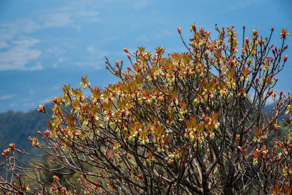 Đỗ quyên chuông mọc trên dọc tuyến hành trình lên đỉnh Phja Pò. (Ảnh: Anh Tuấn/TTXVN)