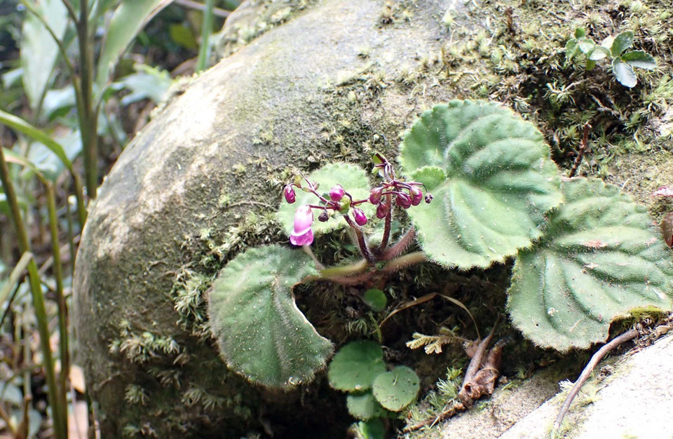 Một loài cây tai voi mọc trên đá núi Phja Pò. (Ảnh: Anh Tuấn/TTXVN)