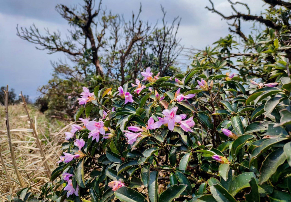 Đỗ quyên tím thường thấy ở độ cao từ 1.400m trở lên trên dọc tuyến hành trình lên đỉnh Phja Pò. (Ảnh: Anh Tuấn/TTXVN)