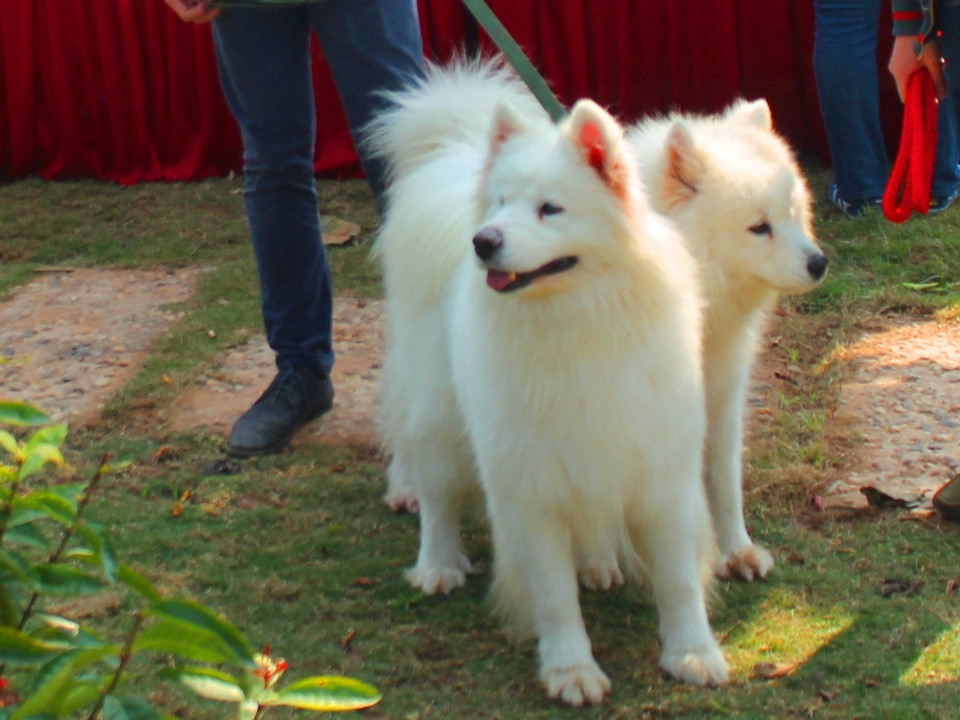 Cún cưng có khuôn mặt hiền. (Ảnh: Mai Huyền/Vietnam+)