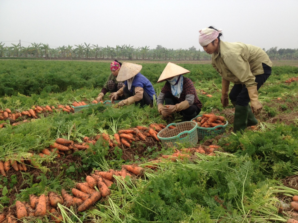 Ông Trần Quốc Bính, Phó Chủ tịch xã Thái Tân cho biết, toàn xã có hơn 70 hécta ruộng trồng cà rốt, năng suất khoảng 50 tấn/ha. (Ảnh: Hùng Võ/Vietnam+)