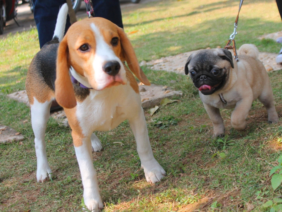 Tùy vào xuất xứ và giống chó, mỗi con có giá dao động từ vài chục triệu đến hàng trăm triệu đồng. (Ảnh: Mai Huyền/Vietnam+)