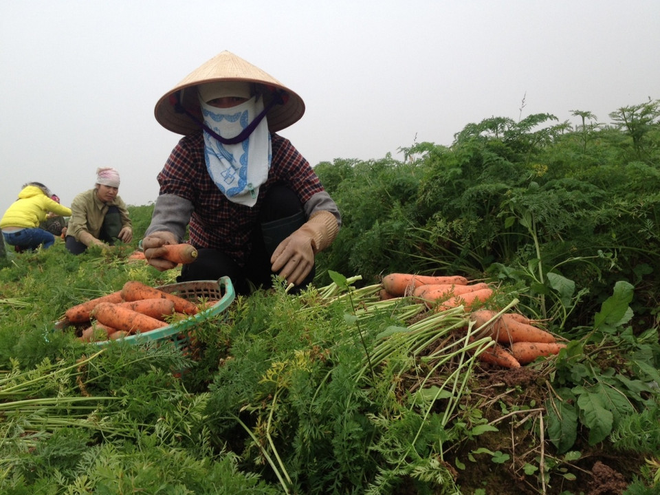 Thương lái chỉ chọn mua những củ cà rốt loại 1. (Ảnh: Hùng Võ/Vietnam+)
