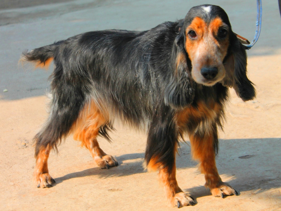 Cún cưng có màu lông 'rực lửa' (Ảnh: Mai Huyền/Vietnam+) 