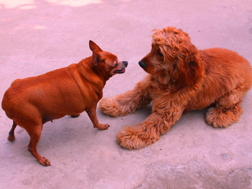 Cún cưng đùa vui. (Ảnh: Mai Huyền/Vietnam+)