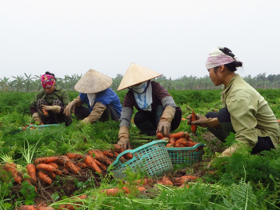 Thương lái thu mua cà rốt loại đẹp nhất với giá từ 2.000 đến 2.500 đồng/kg. Còn lại, cà rốt bị xây xước, méo mó, củ bé đều phải đổ bỏ, cho lợn ăn. (Ảnh: Hùng Võ/Vietnam+)
