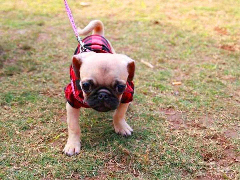 Cún cưng được khoác áo rực rỡ. (Ảnh: Mai Huyền/Vietnam+)