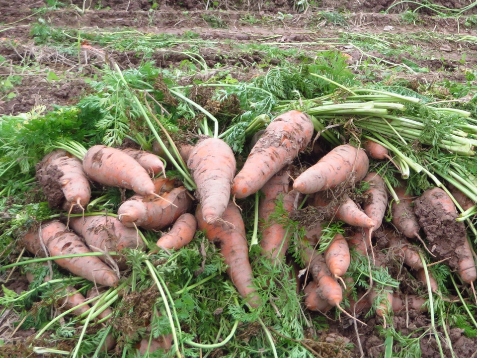 Những củ cà rốt loại 2, loại 3 vứt thành từng đống trên từng thửa ruộng. (Ảnh: Hùng Võ/Vietnam+)