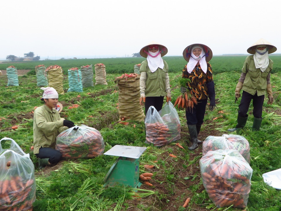 Những củ cà rốt loại 2,3 được đóng gói bán với giá 10.000 đồng mỗi bao nặng 80kg. (Ảnh: Hùng Võ/Vietnam+)