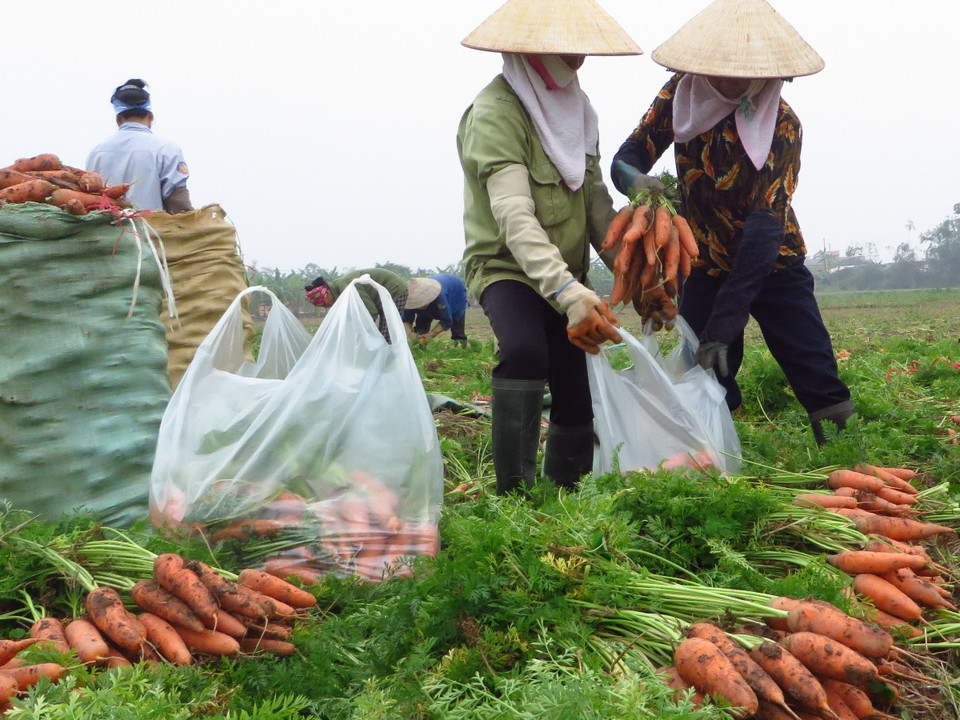 Theo một số người dân trồng cà rốt, năm ngoái, cà rốt loại 1 bán khoảng 8.000 đồng/kg và 4.000 đồng/loại 2. (Ảnh: Hùng Võ/Vietnam+)