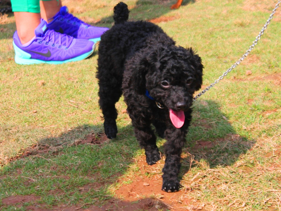 Cún cưng có hình dáng như chú gấu, lông xoăn, đen sẫm. (Ảnh: Mai Huyền/Vietnam+)